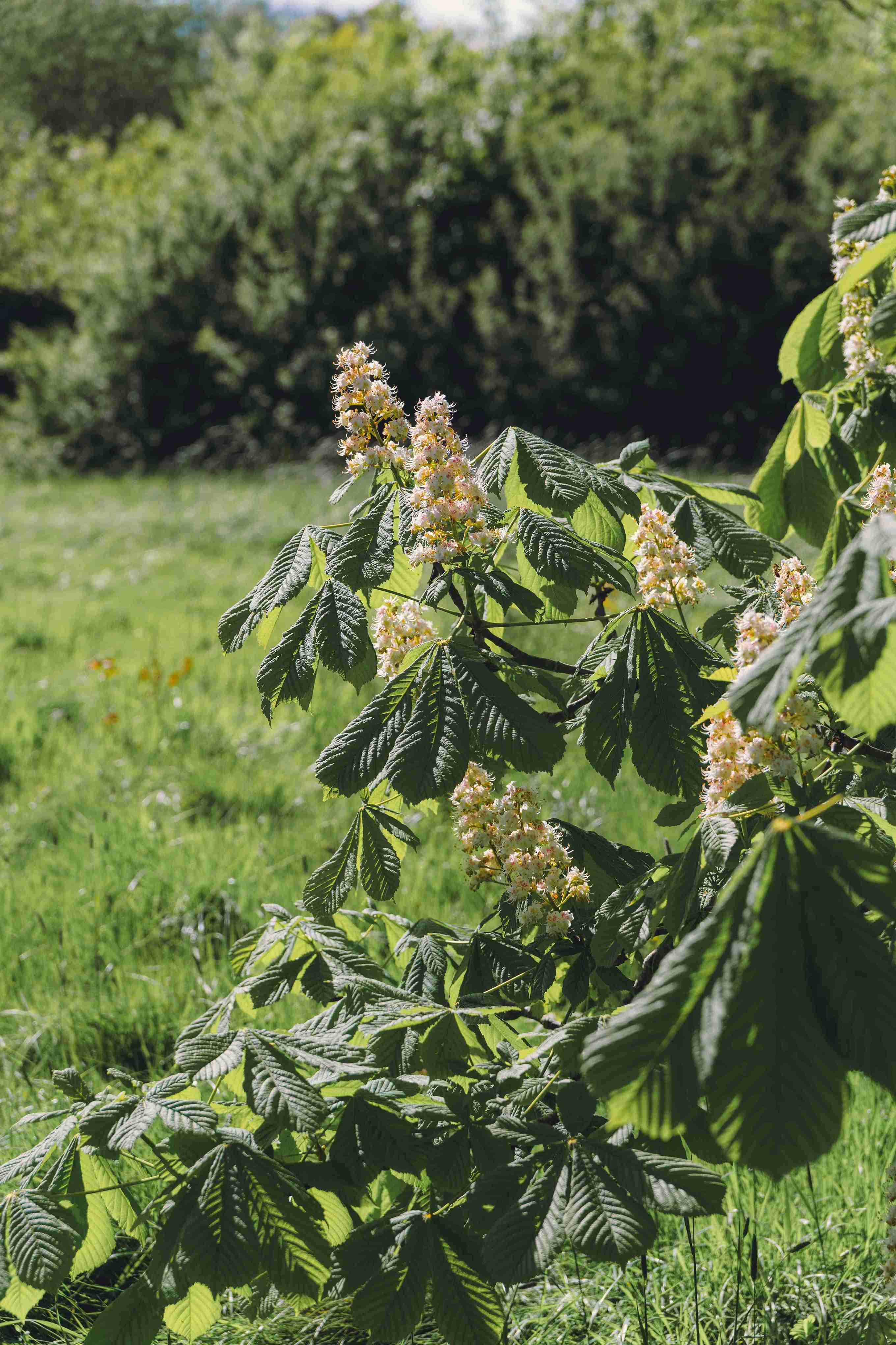 Chestnut Tree In The Spring